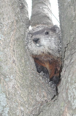 Treed Groundhog